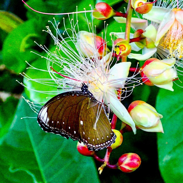 石垣島のイメージ