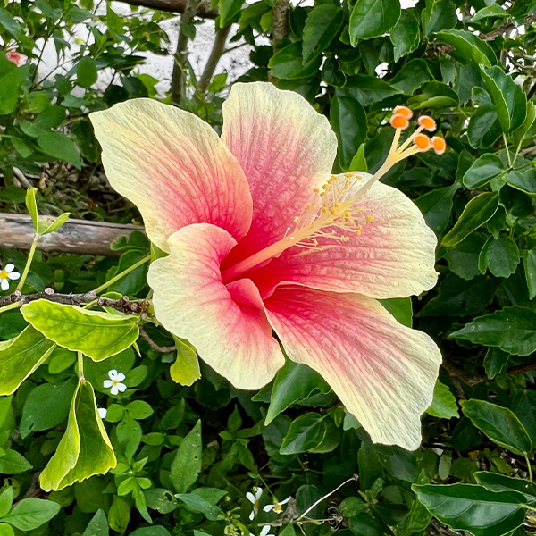 沖縄県のイメージ