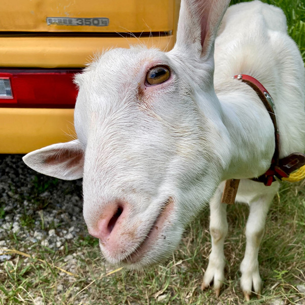 南の島のイメージ