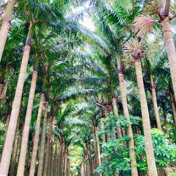 離島のイメージ