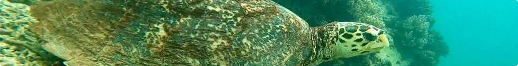 エーケーシーについて